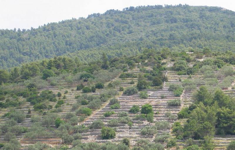 Оливковая роща на террасированном склоне Динарского нагорья
